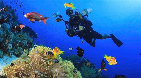 Best Scuba Diving In Mauritius