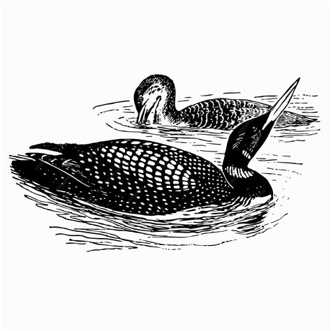 Premium Vector | Bird Great Northern Loon