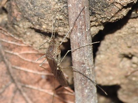 Winter Marsh Mosquito From West Meadowbrook Fort Worth TX USA On