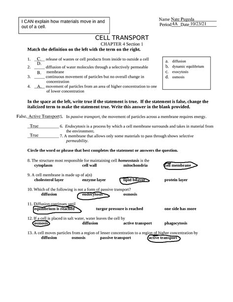 Cell Transport Work Sheet Name Period Date Cell