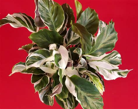 Rare Variegated Calathea Louisae Var Variegata Full 4 Pot Shipped