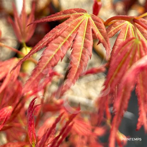 Acer palmatum Beni Maiko Érable du Japon Palmatia Plantes