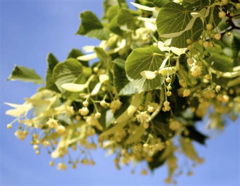 lipovy kvet ma vyuziti nejen  zime  caje