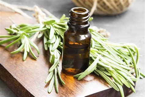 14 Notable Benefits Of Rosemary