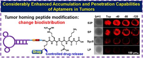 Molecularly Engineered Aptamers Targeting Tumor Tissue And Cancer Cells