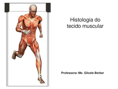 PDF Histologia Do Tecido Muscular Gilcelefasipe Webnode