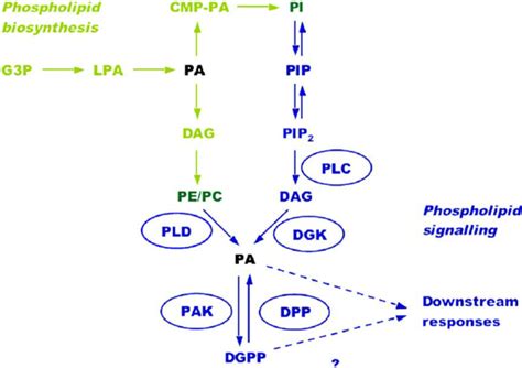 Phospholipid Biosynthesis And Signalling In Plants PA Has A Dual Role