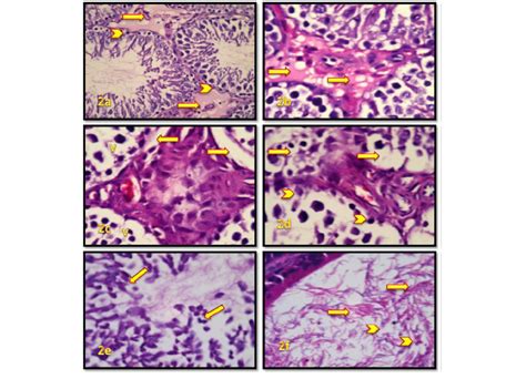 Af Cross Sections Of Testicular Tissues Of Male Wistar Rats