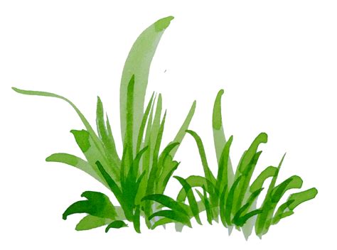 Watercolor Green Grass 23956969 PNG