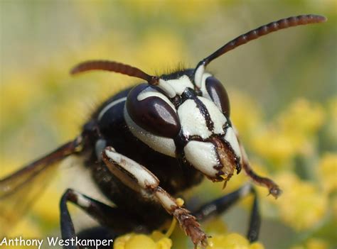 White Faced Hornet