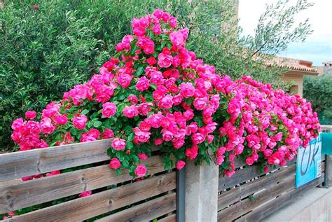 Rosa Trepadeira Caracter Sticas Muda Como Plantar E Como Cuidar