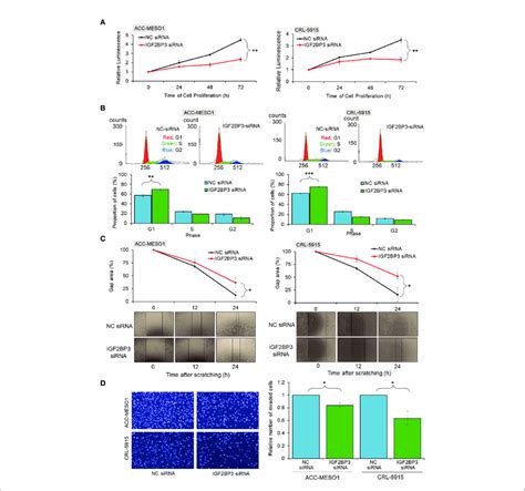 Functional Assays Of IGF2BP3 Expression A Cell Proliferation