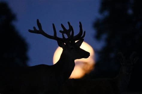 Spiritual Meaning Of Full Buck Moon Explained As Seasons First