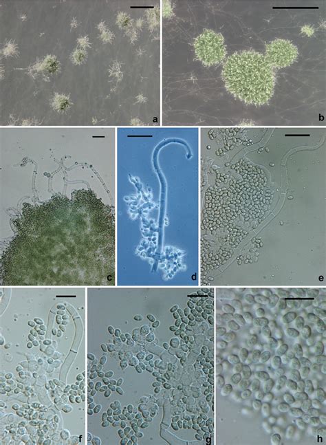 Trichoderma Medusae A C Pustules From Cmd E Sterile Hairs Arising