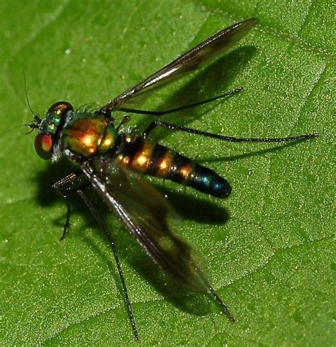 Long Legged Fly Condylostylus Patibulatus BugGuide Net