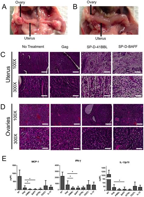 Balbc Mice 5 Per Group Were Immunized With Ad5 Gag With Or Without