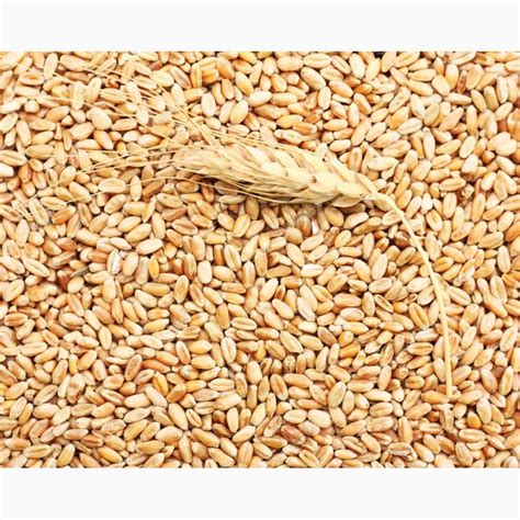 Продам/купить экспорт Пшеница 2.3.4.5 - класс FOB, Одесская обл — Agro ...