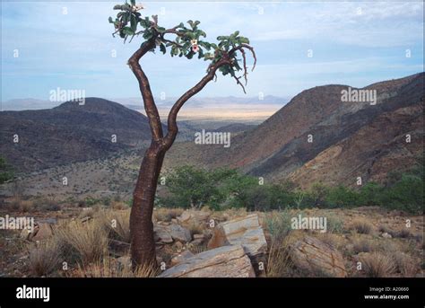 Namib desert bloom hi-res stock photography and images - Alamy