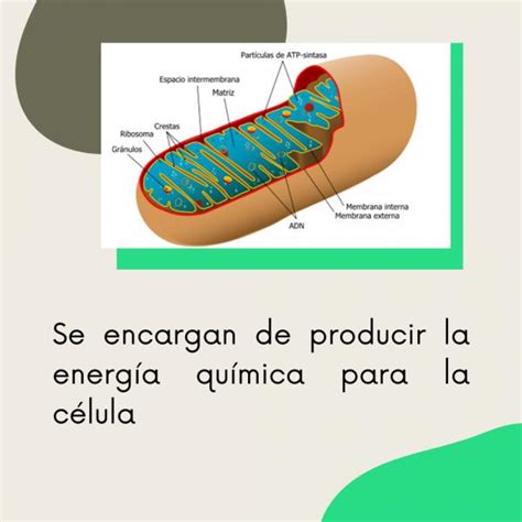 Print Crossword Puzzle Partes de la célula y función biología