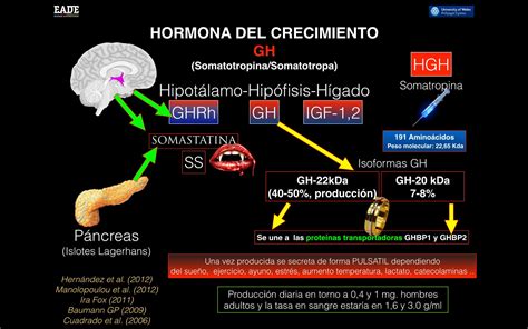 Hormona De Crecimiento Pressbanca