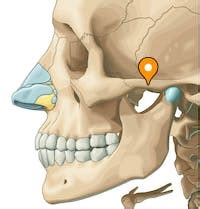 Zygomatic arch - e-Anatomy - IMAIOS