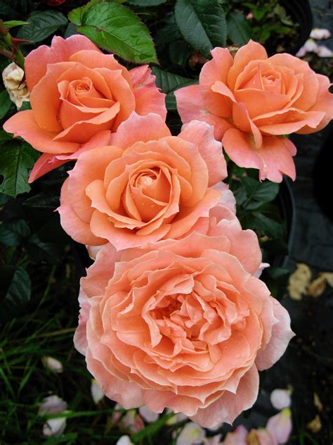 Loretta Lynn Van Lear Rose Select Roses