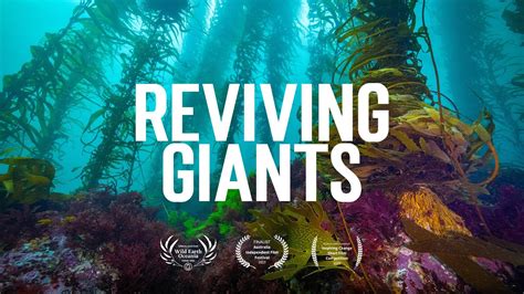 Reviving Giants A Journey Into The Restoration Of Tasmanias Giant