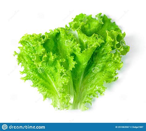 Lechuga Aislada En Un Fondo Blanco Lechuga Fresca Imagen De Archivo