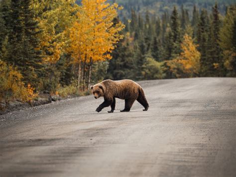 Alaska Bear Viewing Guide | ALASKA.ORG