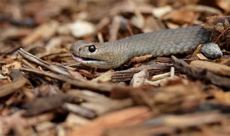 Cobra venenosa é encontrada dentro de quarto de menina na Austrália