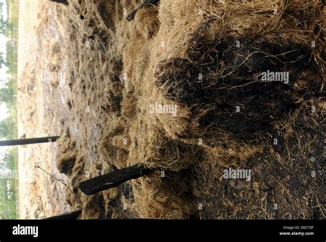 Straw Is Charred And Soaked Of Water After A Straw Bale Stock Caught