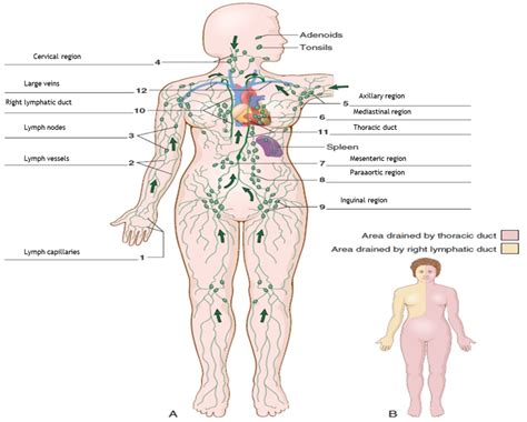 Chapter Immune And Lymphatic System Diagram Quizlet