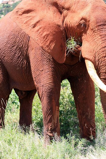 Elefant Afrika Kenia Kostenloses Foto Auf Pixabay Pixabay