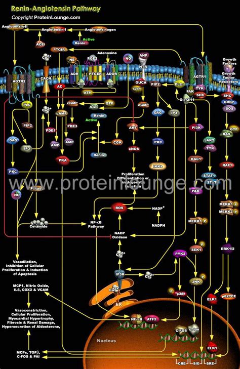 Biological Databases And Tools Renin Angiotensin Pathway Protein Lounge