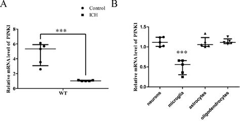 Pink Is Mainly Downregulated In Microglial Cells In Ich Mice A