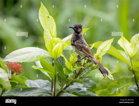 Red Vented Bulbul Juvenile Red Vented Bulbul Is A Member Of The