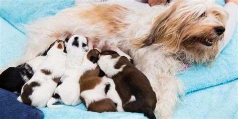 When Can Puppies Leave Their Mother and Littermates? | Preventive Vet