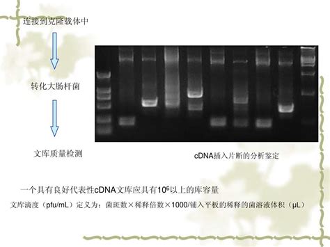 酵母双杂交pptword文档在线阅读与下载无忧文档