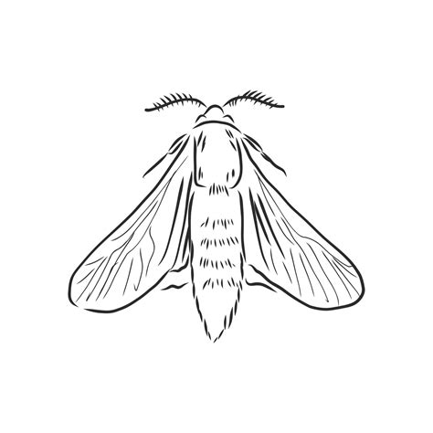 Moth Vector Sketch 19139239 Vector Art At Vecteezy