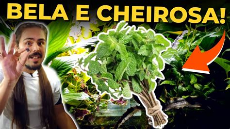 COLOQUEI UMA PLANTA CHEIROSA NO AQUÁRIO Mr Betta YouTube