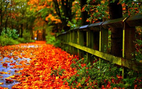 Autumn Leaf Wallpapers - Top Free Autumn Leaf Backgrounds - WallpaperAccess