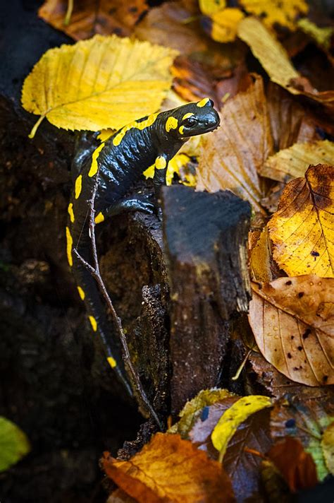 Camouflage - Spotted Salamander Photograph by Cristina-Velina Ion - Pixels