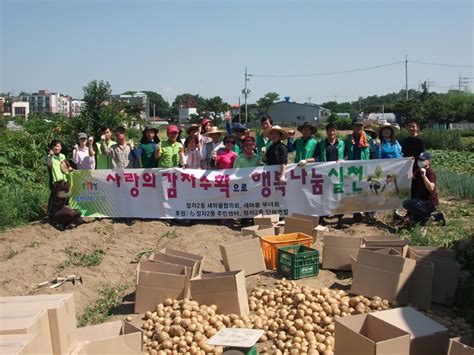 수원시 장안구 정자2동 사랑의 감자 수확 행사 실시수원시민신문