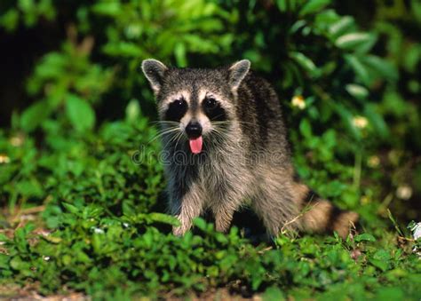 Funny Raccoon Driving A Car Stock Photo Image Of Cute Comical 169963734