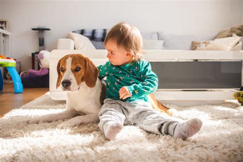 Hoe Bereid Je Je Voor Op De Komst Van Een Baby Als Je Een Hond Hebt