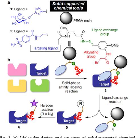 Figure 1 From A Solid Phase Affinity Labeling Method For Target