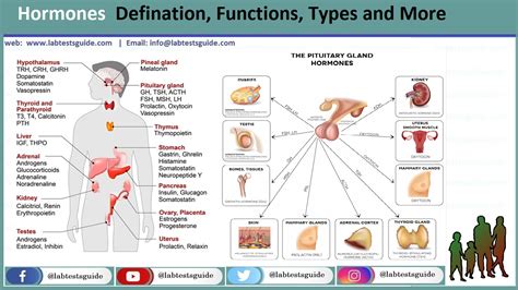 Understanding Woman Hormone Type Martlabpro