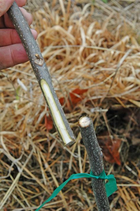 Northern Pecans A Great Day For Grafting Pecan Trees