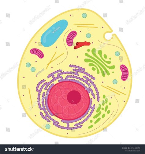 Eukaryotic Cell Structure Over 944 Royalty Free Licensable Stock