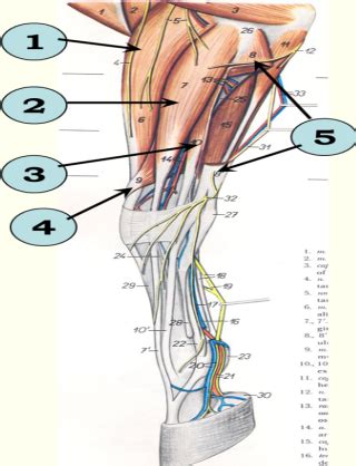 Equine Forelimb Myology Lecture 25 Flashcards Quizlet